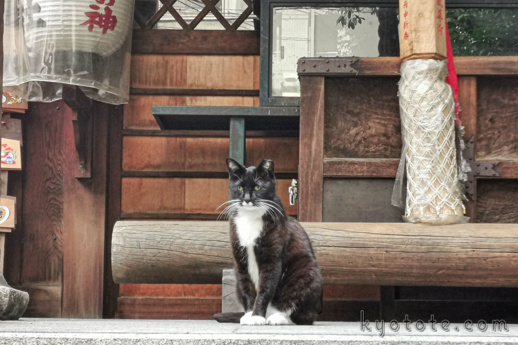 京都の道祖神社の猫