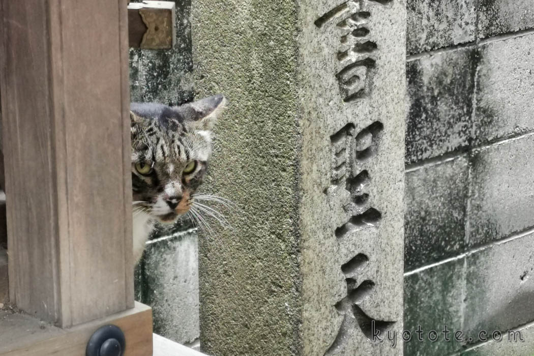 京都の道祖神社の猫