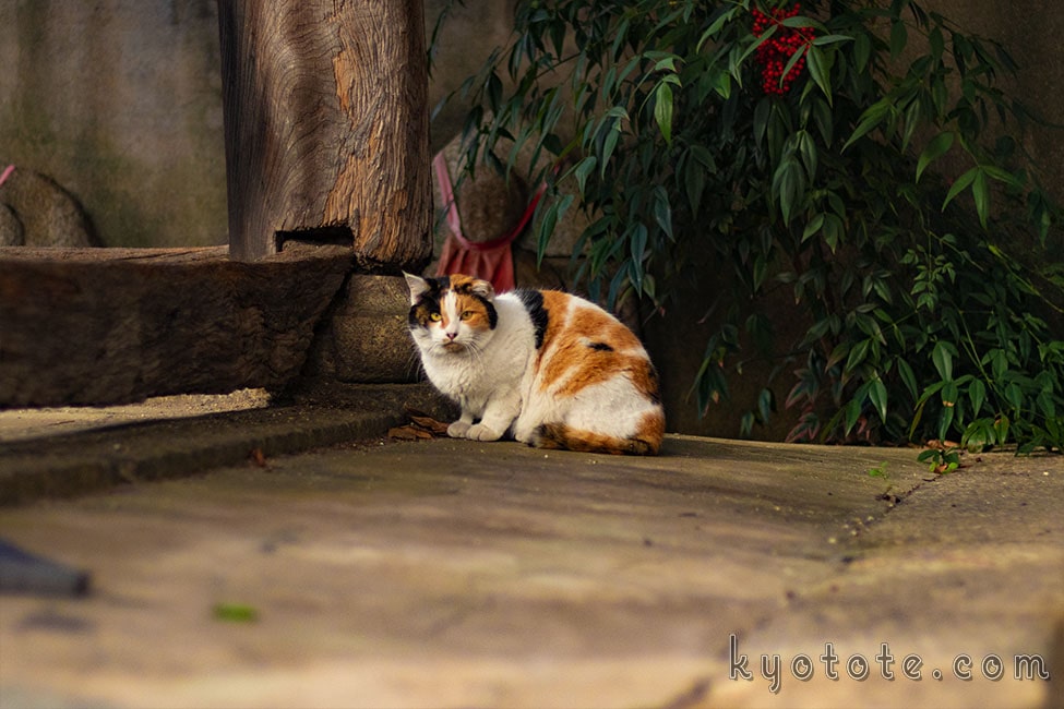 京都の行願寺の猫