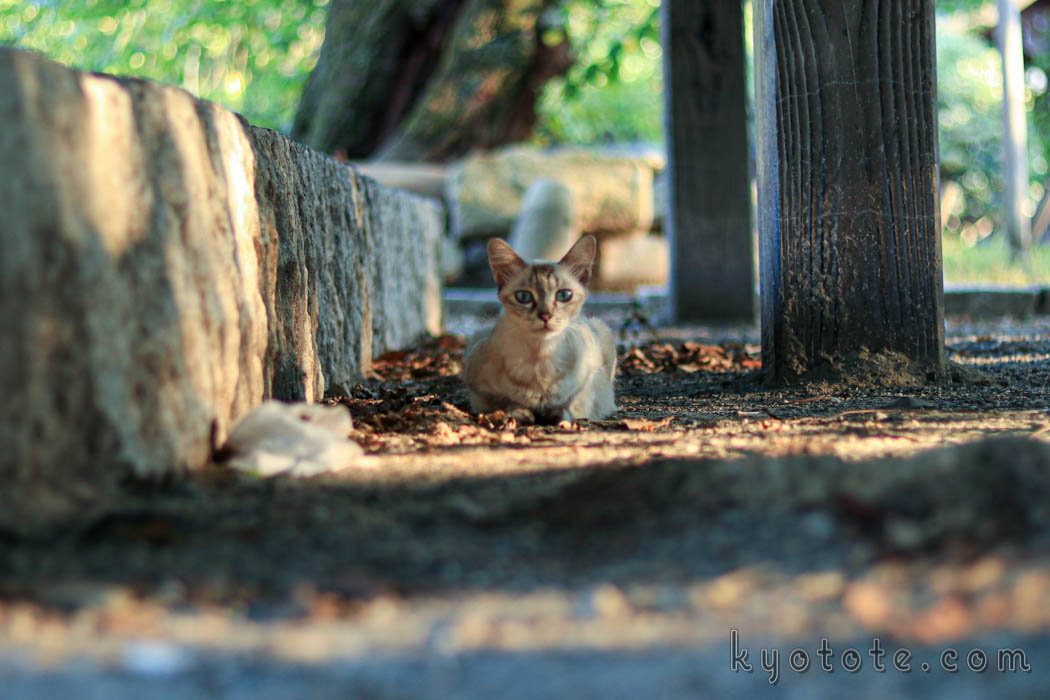 京都の円山公園の猫